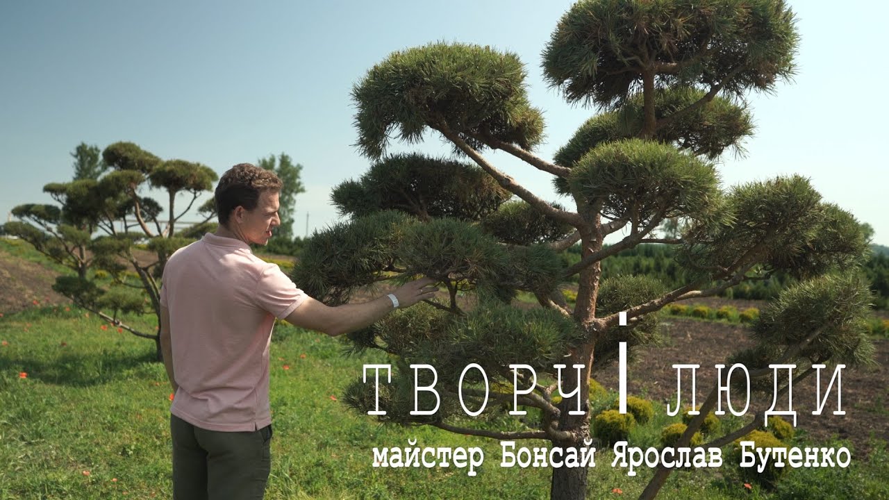 Все про мистецтво БОНСАЙ від майстра Ярослава Бутенко // ТВОРЧІ ЛЮДИ