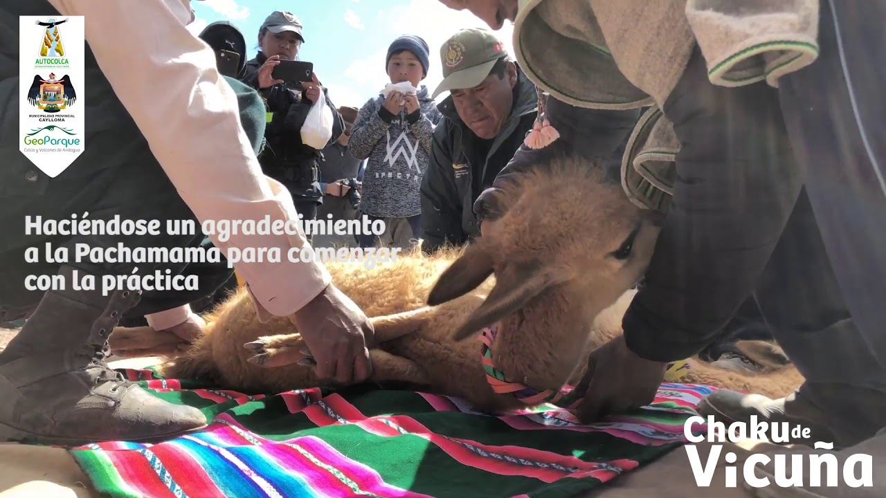 Costumbres y Tradiciones Ancestrales- El Chaku | AUTOCOLCA