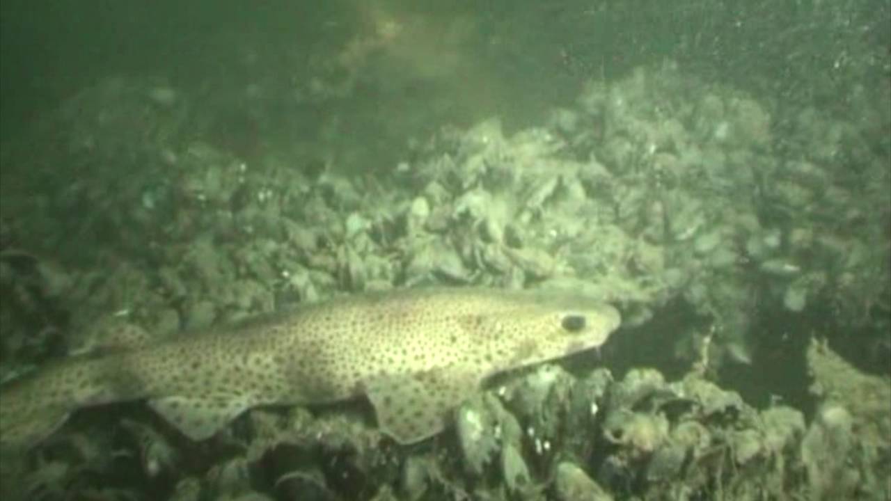 Diving the Goodwin Sands off Deal, Kent | Stop the Dredge