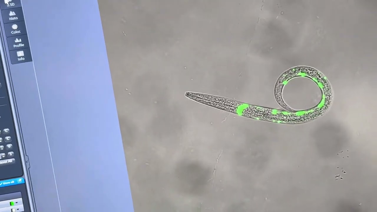 Capturing images of C. elegans in LSM 700 confocal microscope