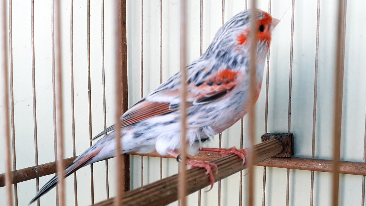ALIMENTAÇÃO DOS CANÁRIOS ÁGATAS TOPÁZIO VERMELHO MOSAICO  ANTES DO PERÍODO DE REPRODUÇÃO.