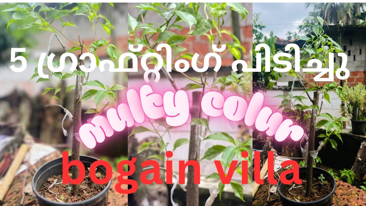 Multy colour bougain villea grafting ,5 colours in one plant