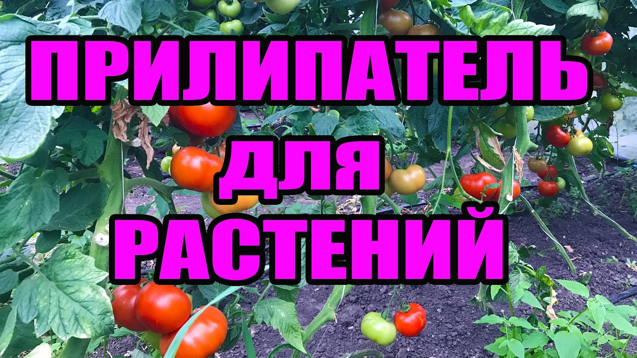Прилипатель для растений . Адюмакс - обзор и применение  ПРОДАНО