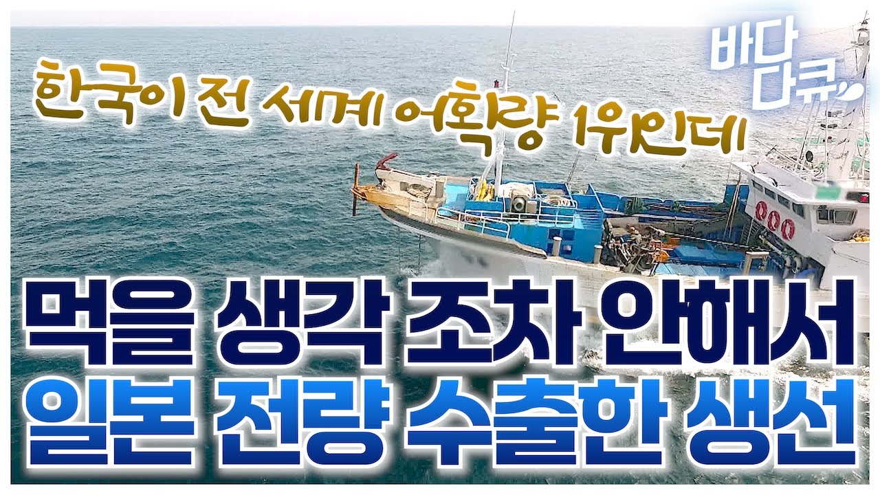 잡히는 족족 일본으로 싸그리 수출? 한국에서 엄청 잡히는데 먹지 않아 전량 수출했던 한국산 해산물 / 바다다큐