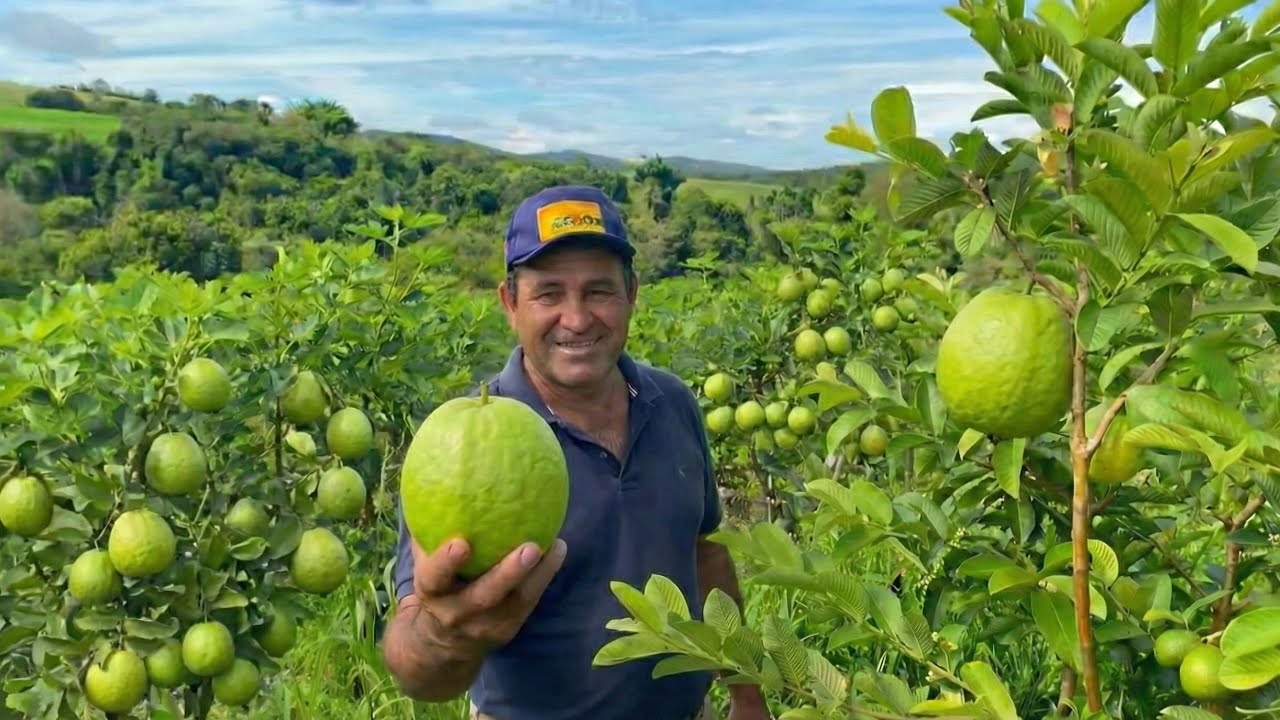 A PRODUÇÃO DE GOIABAS GIGANTE TAILANDESAS DO MILTON