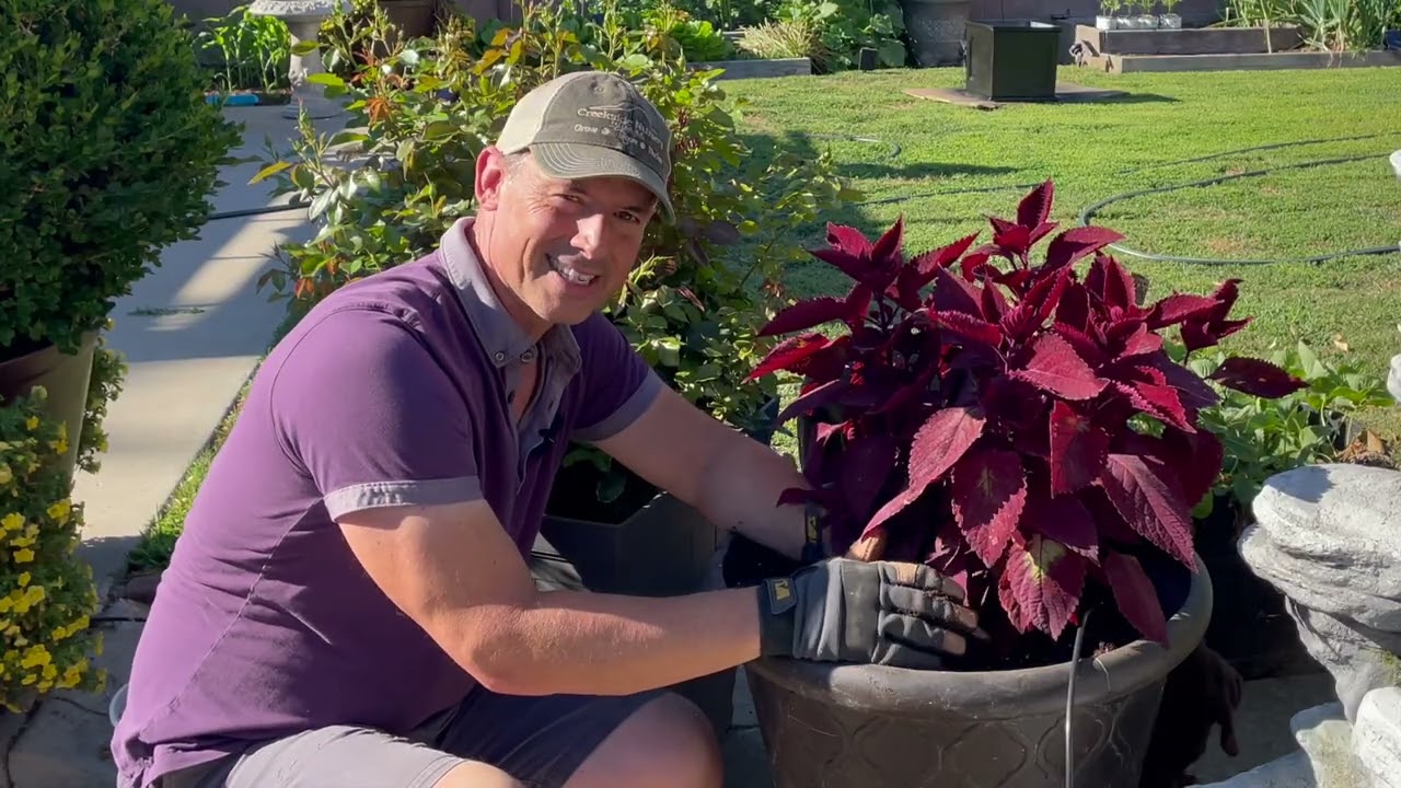 Use Just Two Plants and Create an Amazing Container Combination | Proven Winners Coleus