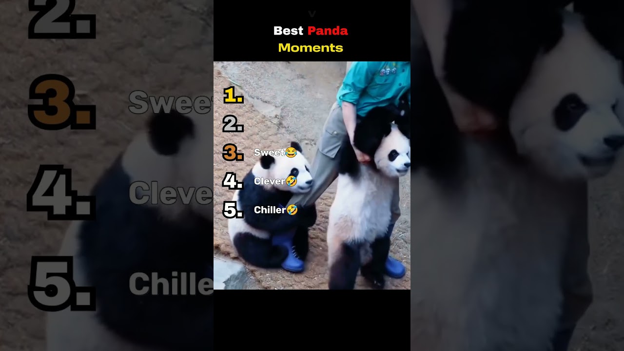 Best Panda Moments