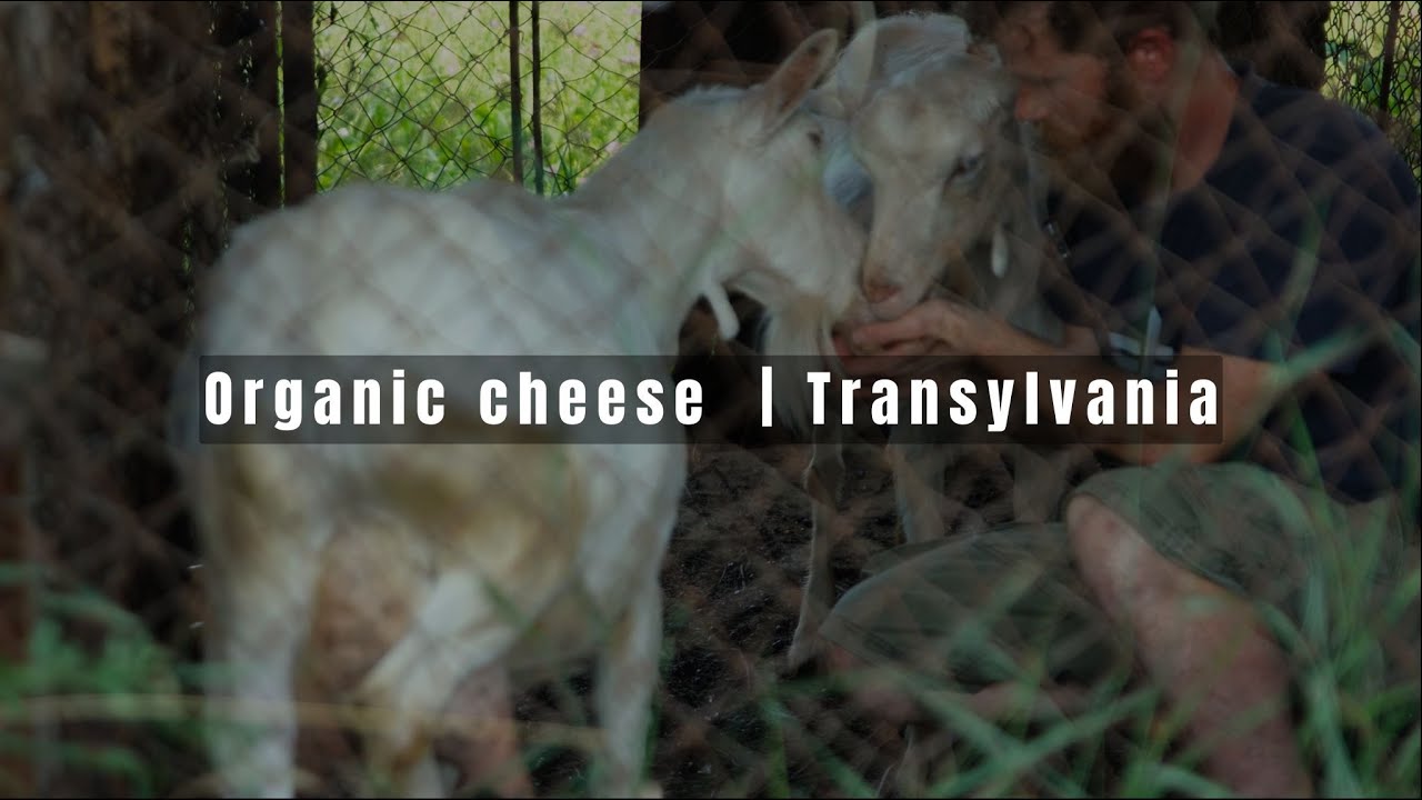 Simple life in a village in Transylvania | | take care of the goats | I make cheese