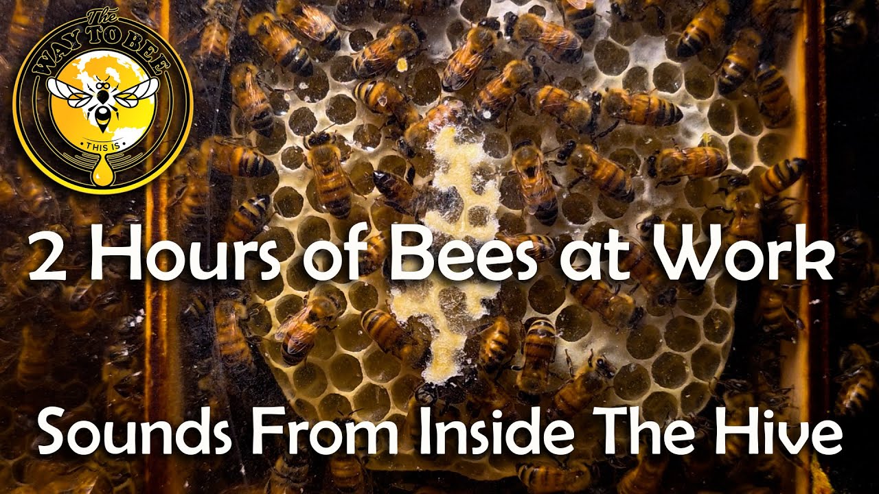 Bees Making and Capping Honey Comb ASMR a Meditation no narration Inside a beehive.
