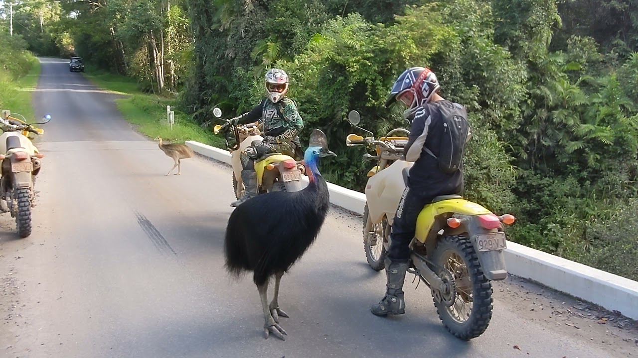 Worlds MOST Dangerous Bird Encounter
