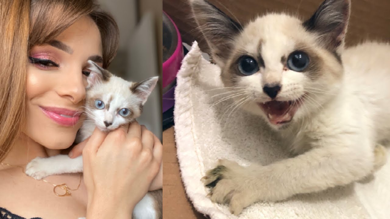 NOSSA VIDA AGORA com 5 GATOS num APTO!!