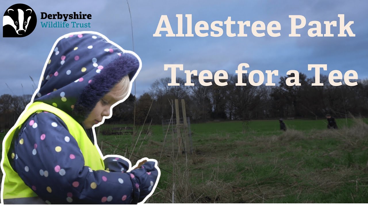 Allestree Park: Tree for a Tee