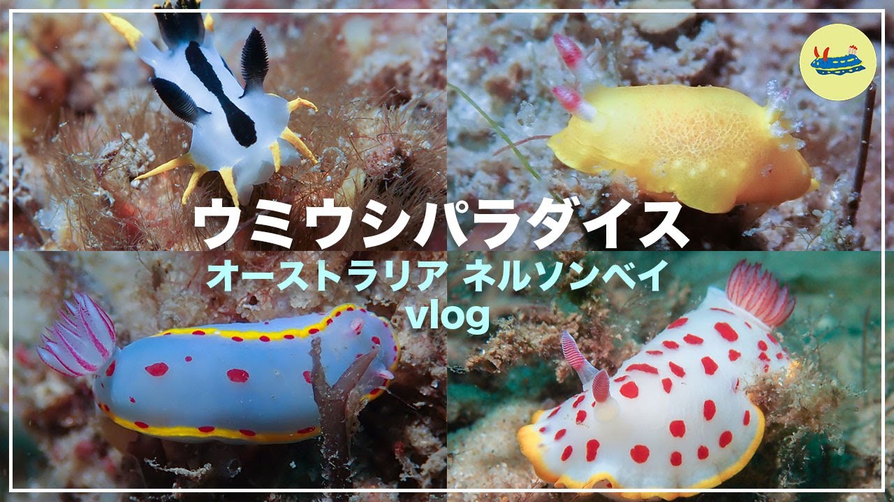 ウミウシの聖地オーストラリア ネルソンベイでウミウシまみれ。【vlog】