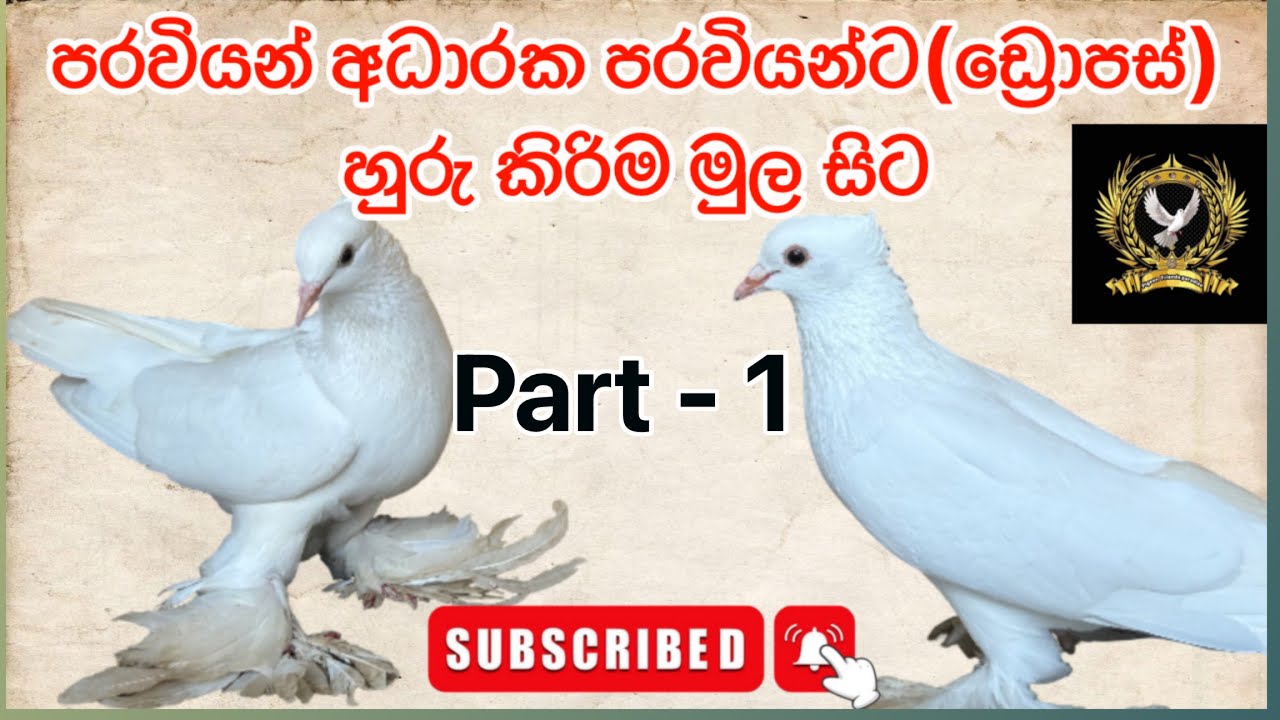 A to z ඩ්‍රොපස් කතන්දරේ🕊️❤️ #pigeon #pigeonlaver #kabootar #100millon #100k 