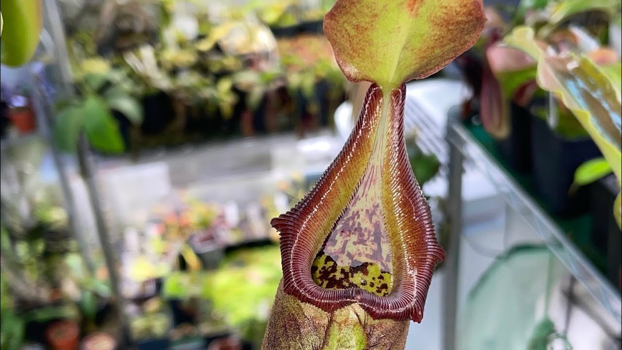 nepenthes grow tent , startup tips