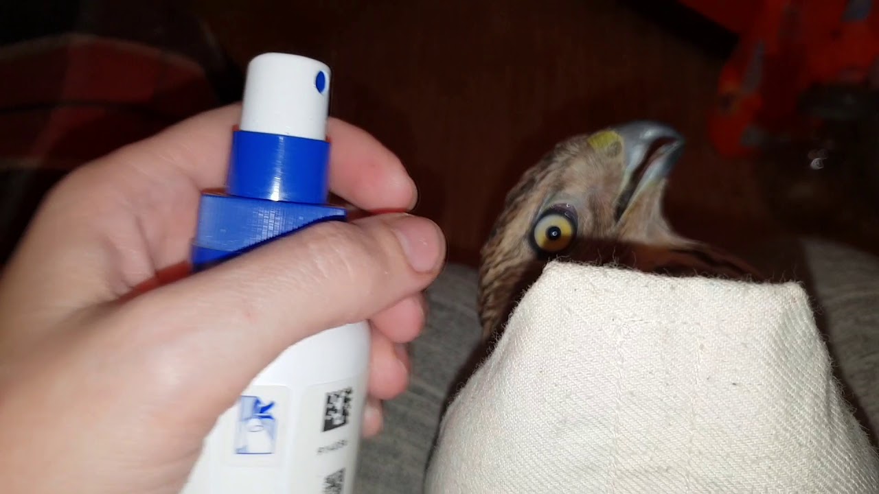 Как прогнать паразитов с перьев птиц? Средство от пероедов