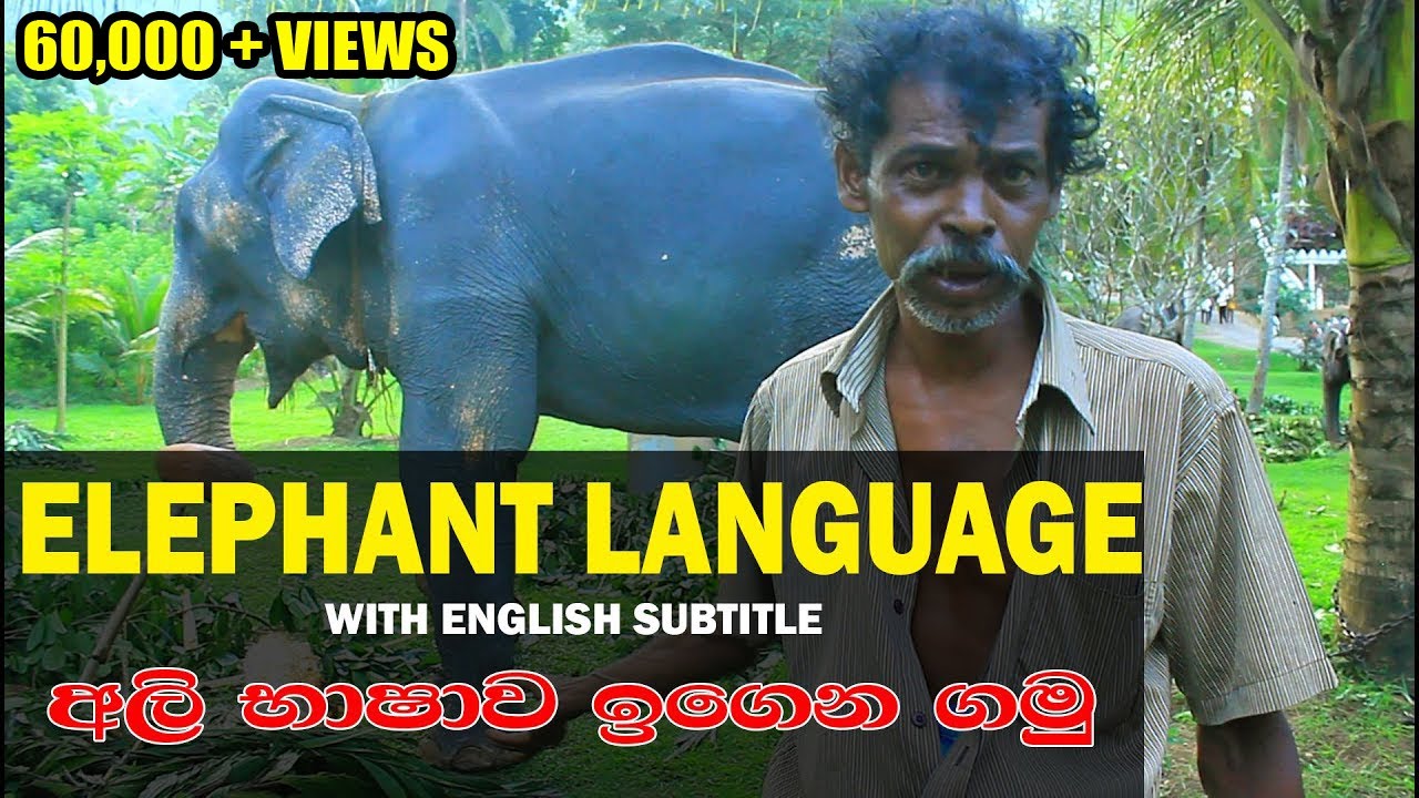 How to control an elephant(language) |අලියෙක්ව පාලනය කරන විදිහ| |Elephant Sri Lanka |Lakshitha vlogs