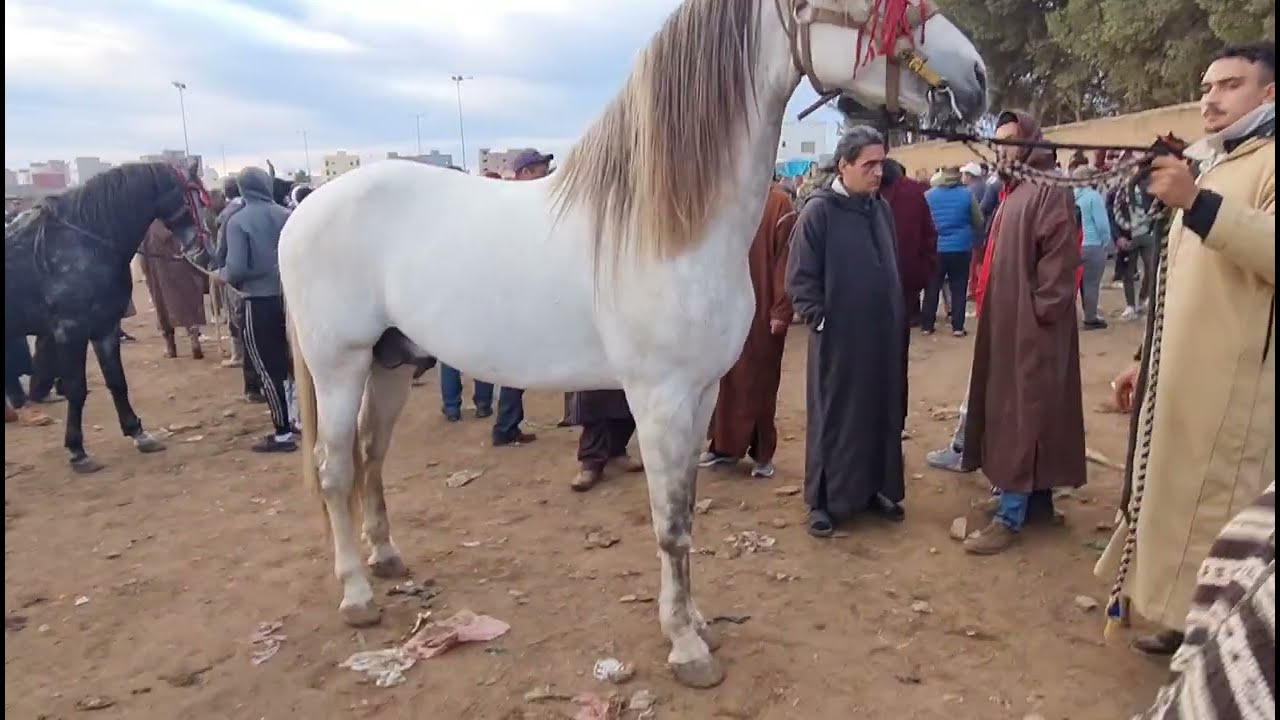 سوق الثلاثاء الخميسات عود ݣمري تعطات فيه 300التباؤك الله