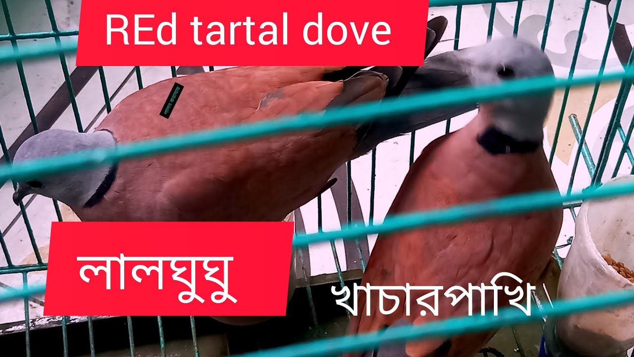 লাল ঘুঘু পাখি পালন #খাচাতেরাজ ঘুঘু পালন #Red tartal dove #cage Dove birds #youtube #