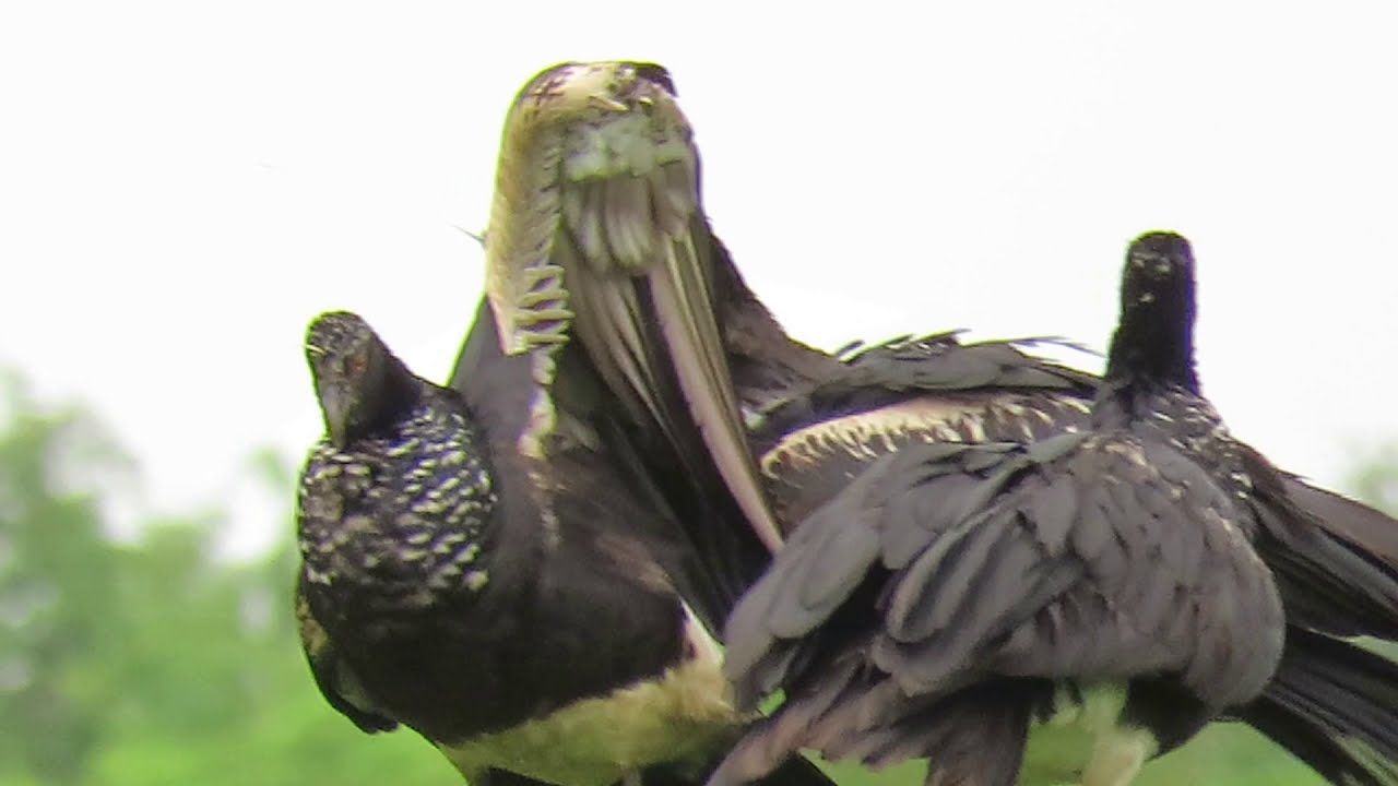 CANTO DA ANHUMA (Anhima cornuta) SINISTRA!!! #cantodep&aacute;ssaros #avesdobrasil #anhuma