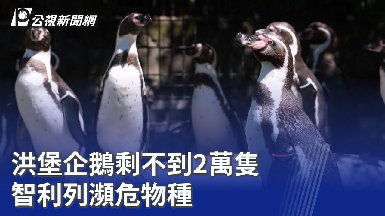 洪堡企鵝剩不到2萬隻 智利列瀕危物種｜20251112 公視晚間新聞