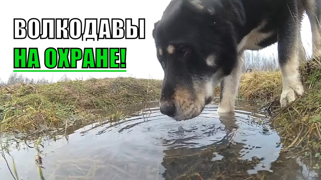 АЛАБАЙ ВСТАЛ НА ОХРАНУ, СТЕРЕЖЕМ ХУТОР