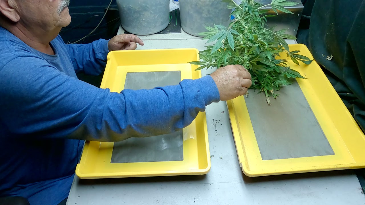 Feminized seeds project at 50 days and collecting some pollen