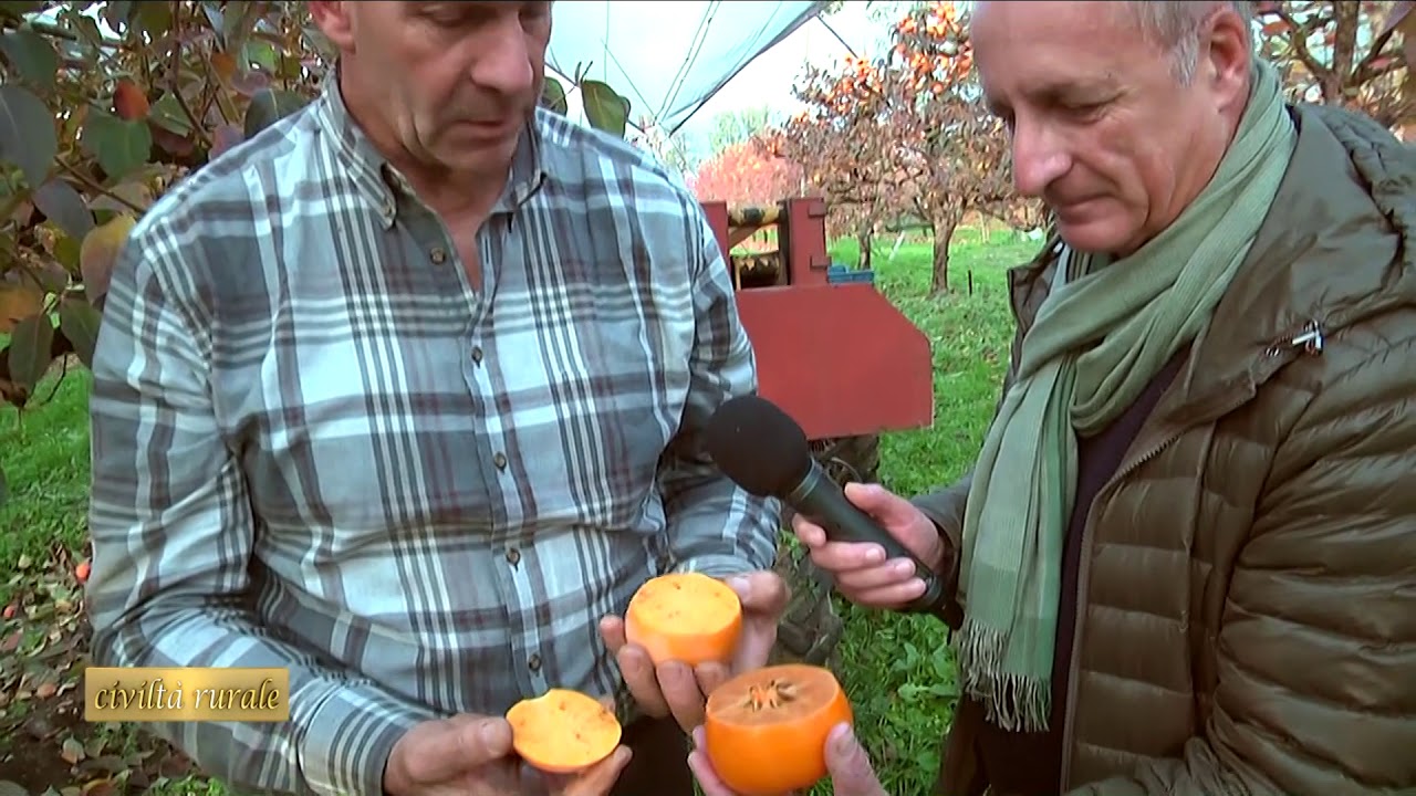 AZIENDA AGRICOLA IL FRUTTO :  IL CACHI