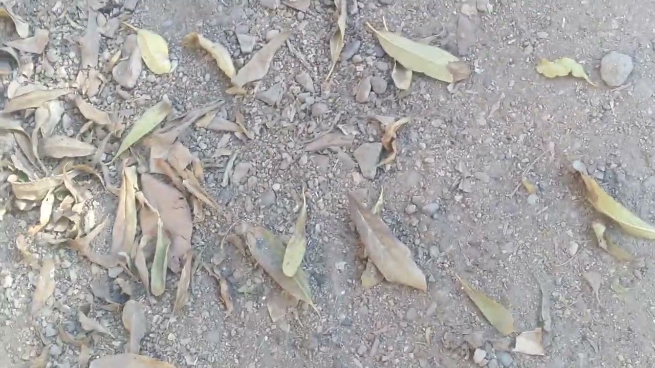 Mena aj khanay m banay paya k salan zaib famliy vlogs 