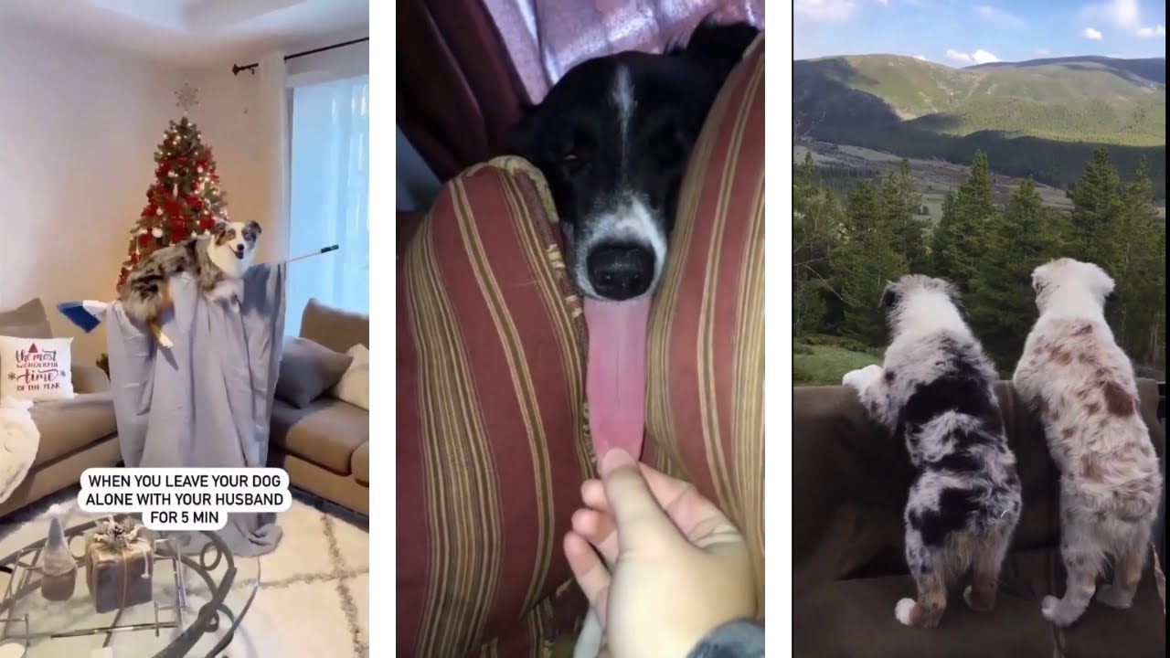 || Best Funny moment Australian Shepherd   #2  #australianshepherd  #australianshepherdpuppy