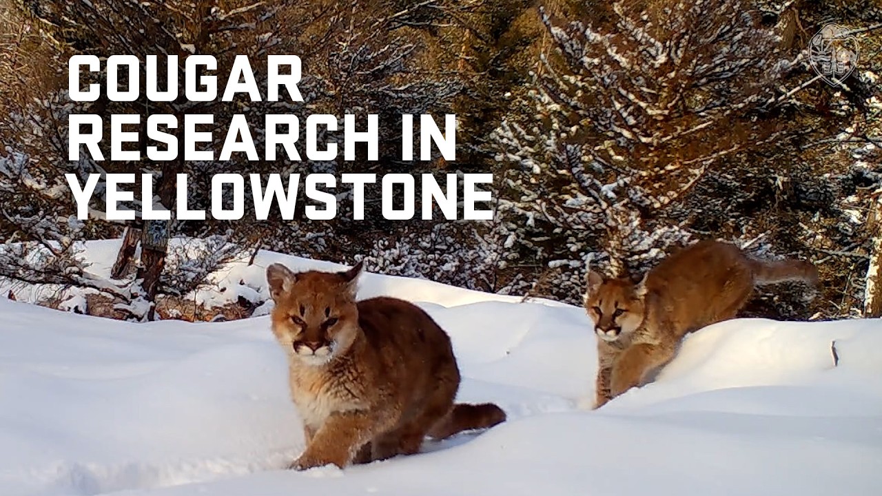 Cougar diets and behaviors reduce their competition with wolves in Yellowstone