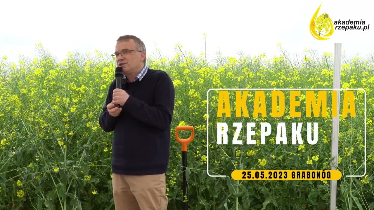 Rzepak ozimy - nawożenie azotem na zieloną łuszczynę