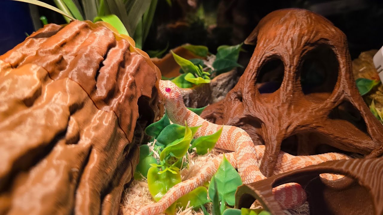 Meet our Hognose Snakes!