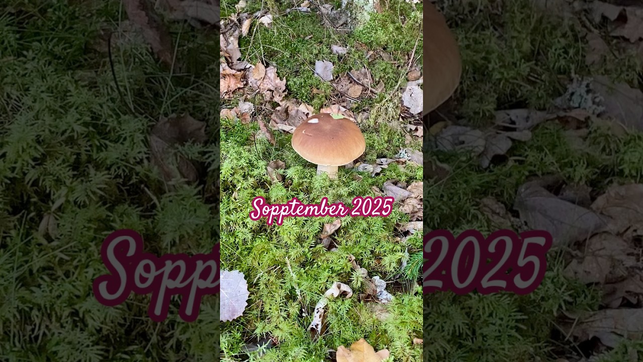 Noen &aring;r er ikke som andre sopp&aring;r! #sopp #mushroom #fungi #steinsopp #boletus #sweden #2025 #svamp