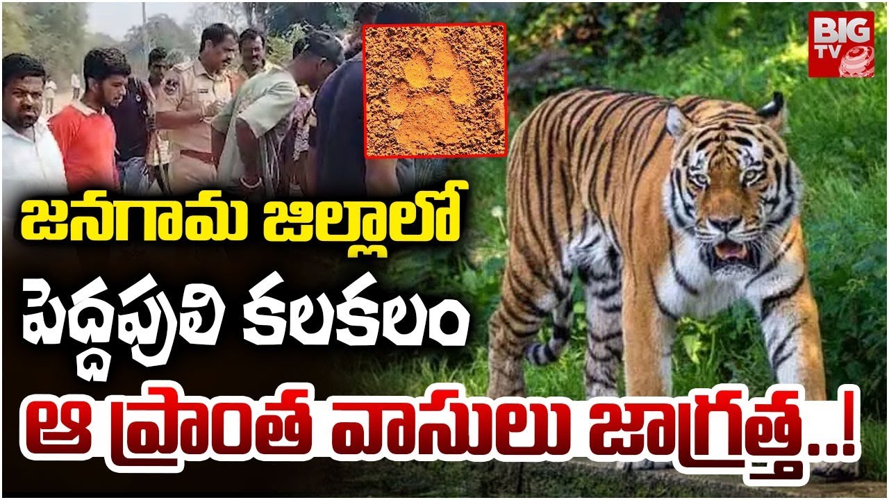 జనగామ జిల్లాలో పెద్దపులి కలకలం | Tiger Halchal in Jangaon District | Bacchannapet | BIGTV