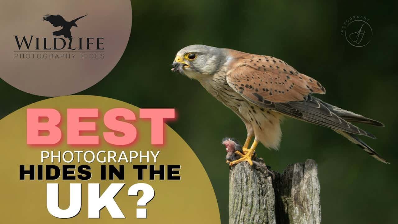 Photographing Tawny Owl, Kestrels & Kingfisher || Wildlife Photography Hides (Bourne) || Sony A1