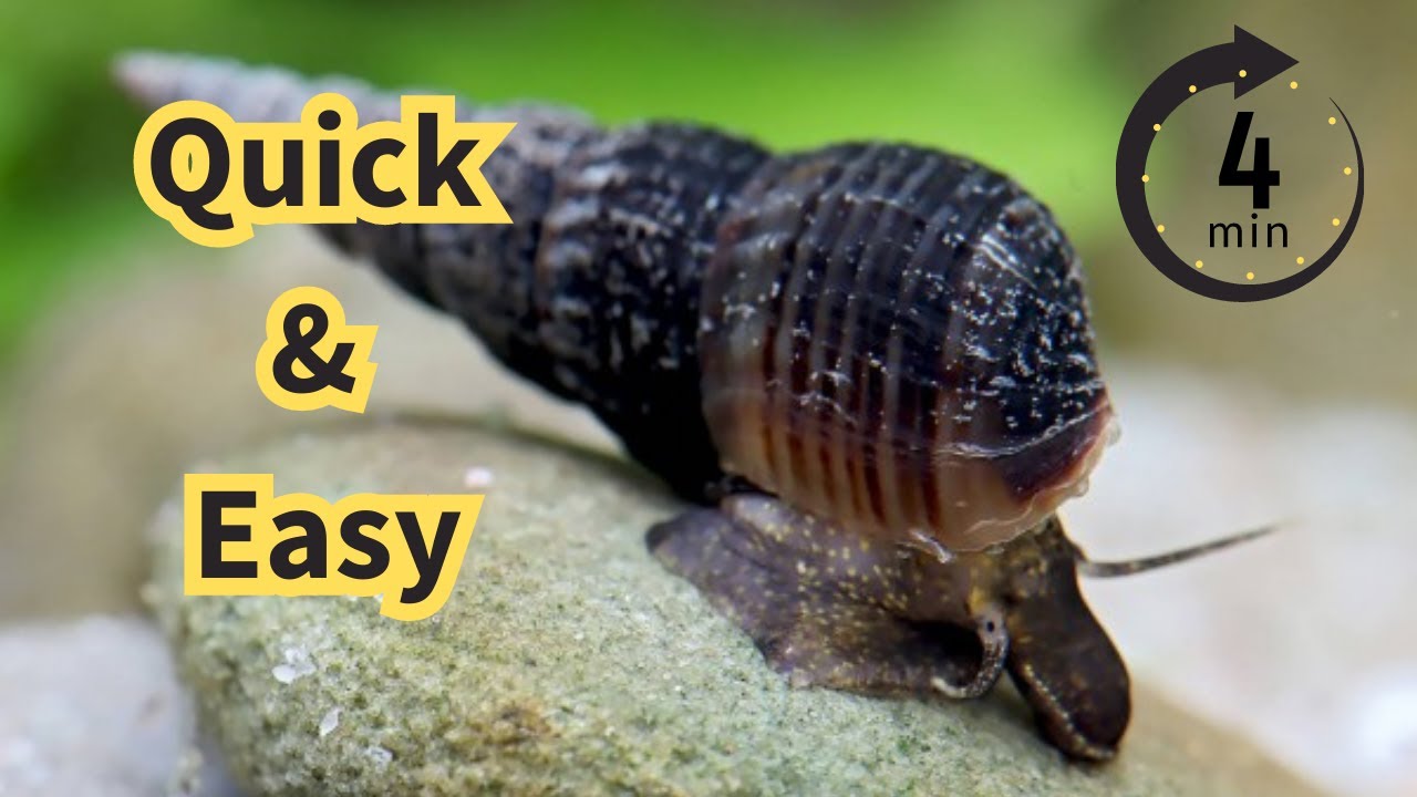 Malaysian Trumpet Snails: The Ultimate Care Guide