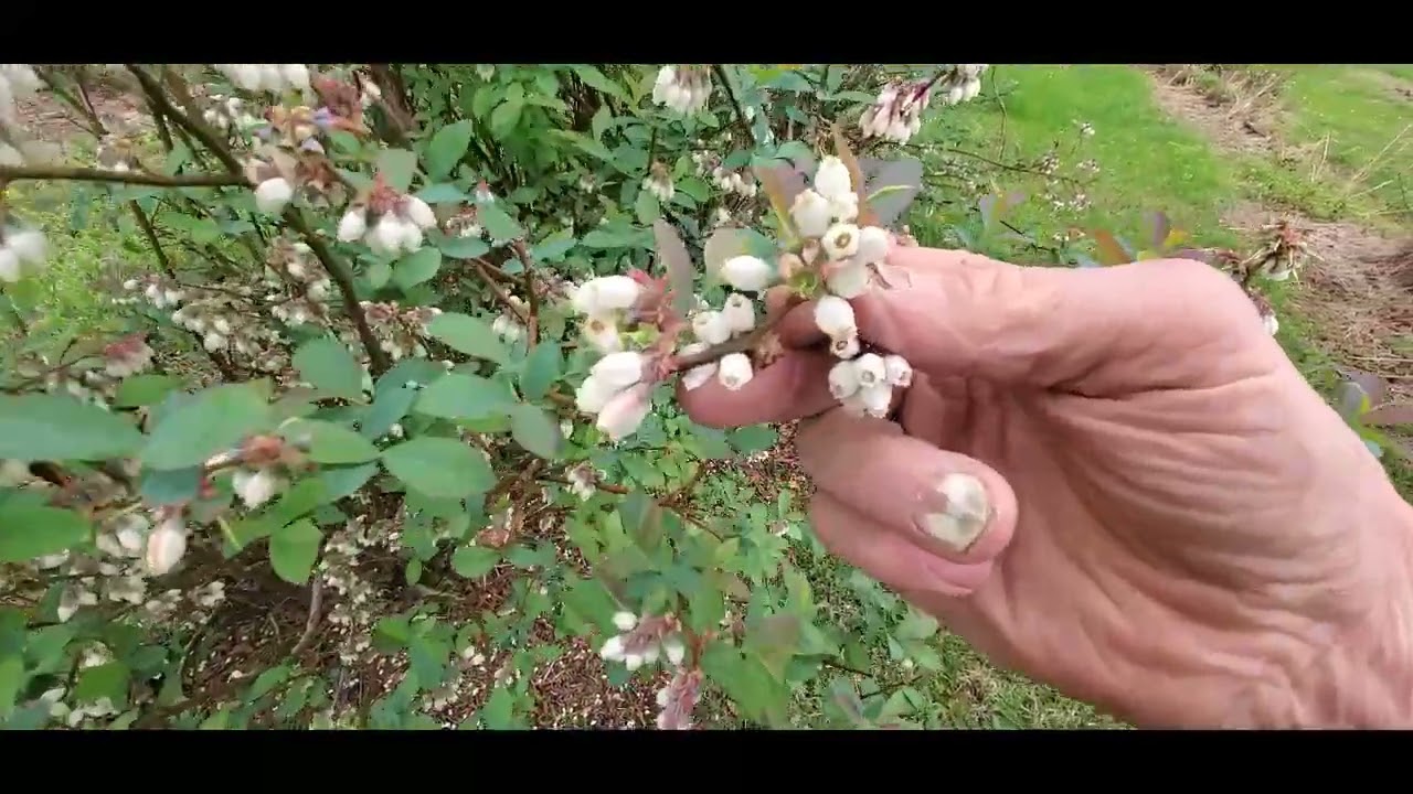 Sprinkle's Blueberry Farm 2025 update