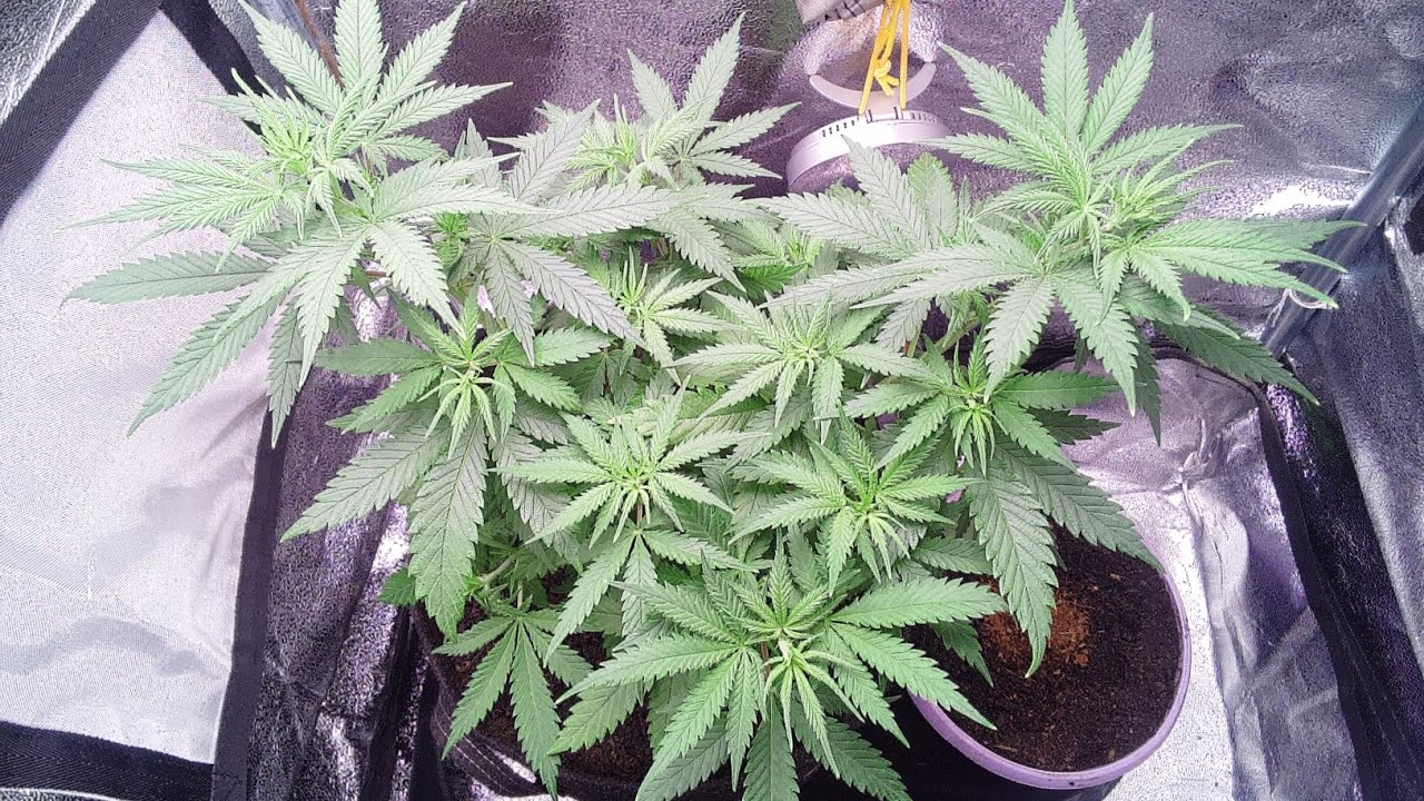 Gelato 44. Tyson.2.0 RoyalQueenSeeds Week7