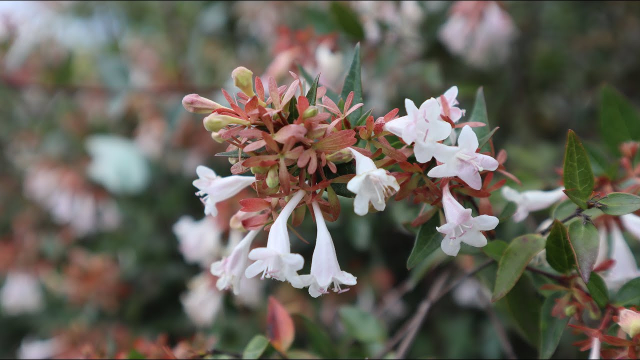 Abelia grandiflora - características y cuidados - Abelia x Grandiflora