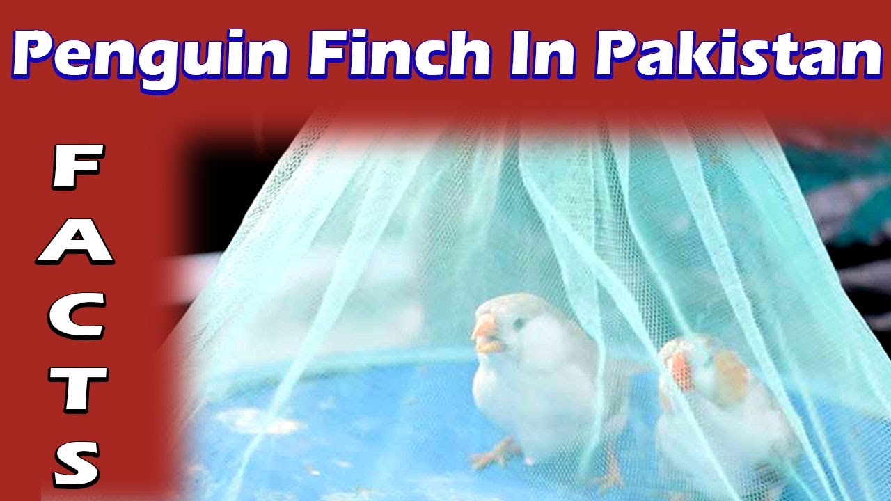 Penguin Zebra Finch  | Breeding Pair | Facts - Animal International