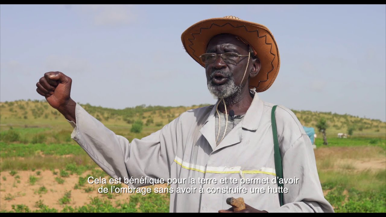 La restauration du Champs de Kidi Lémé Sinia à Diaguili.