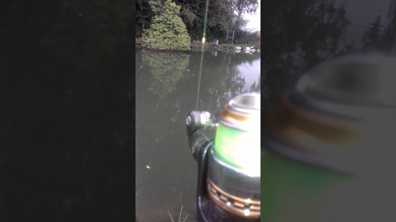 La cattiveria di una Carpa Erbivora a spinning