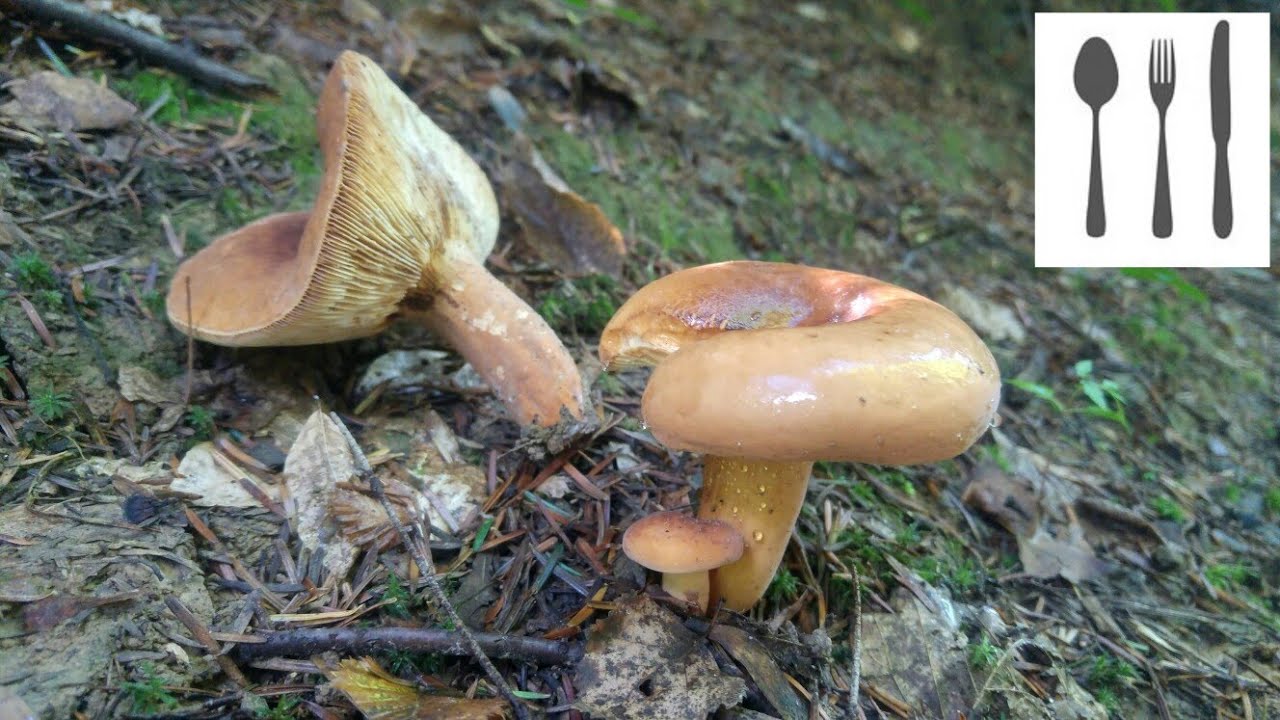 Mleczaj smaczny (Lactarius volemus) Jasło