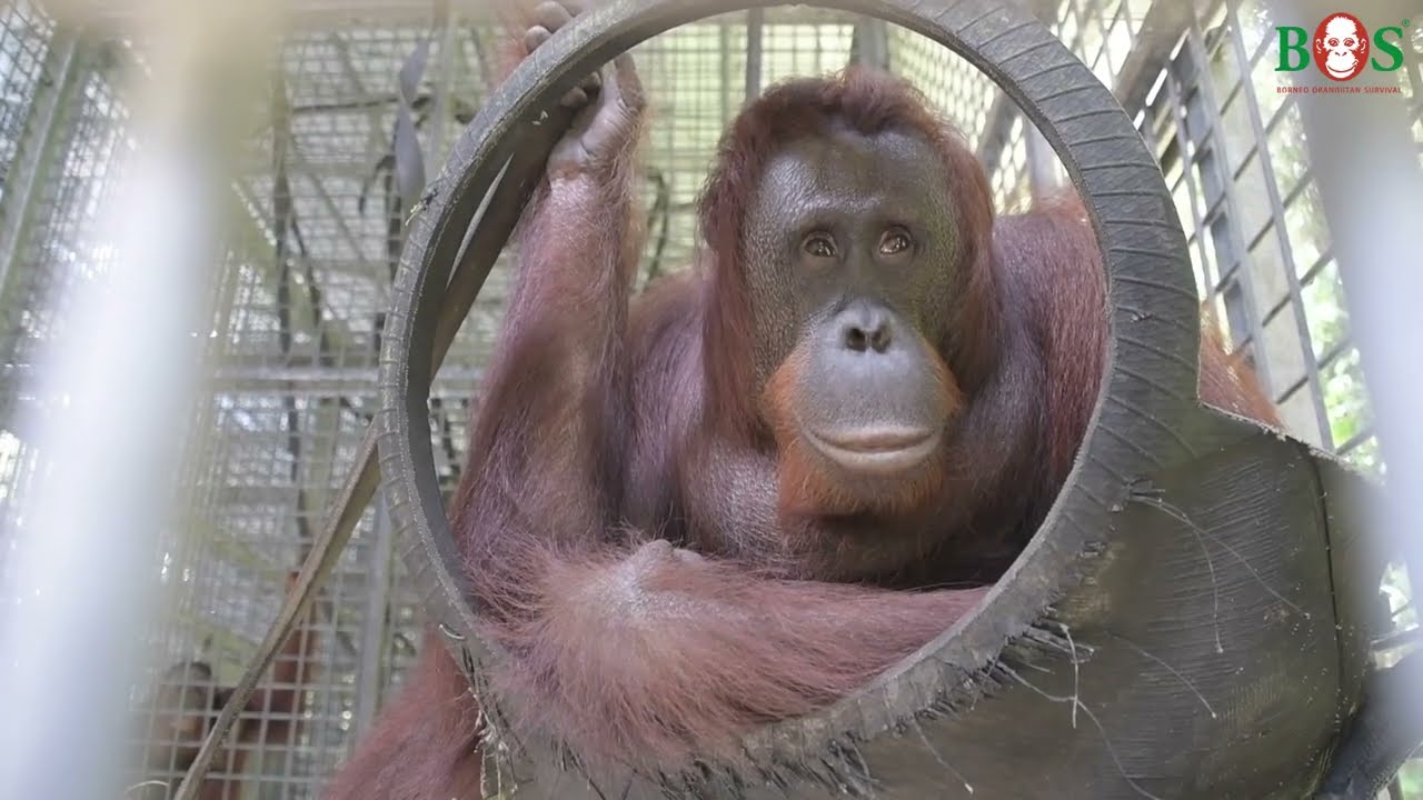 #OrangutanFreedom - Bereit für die Freiheit!