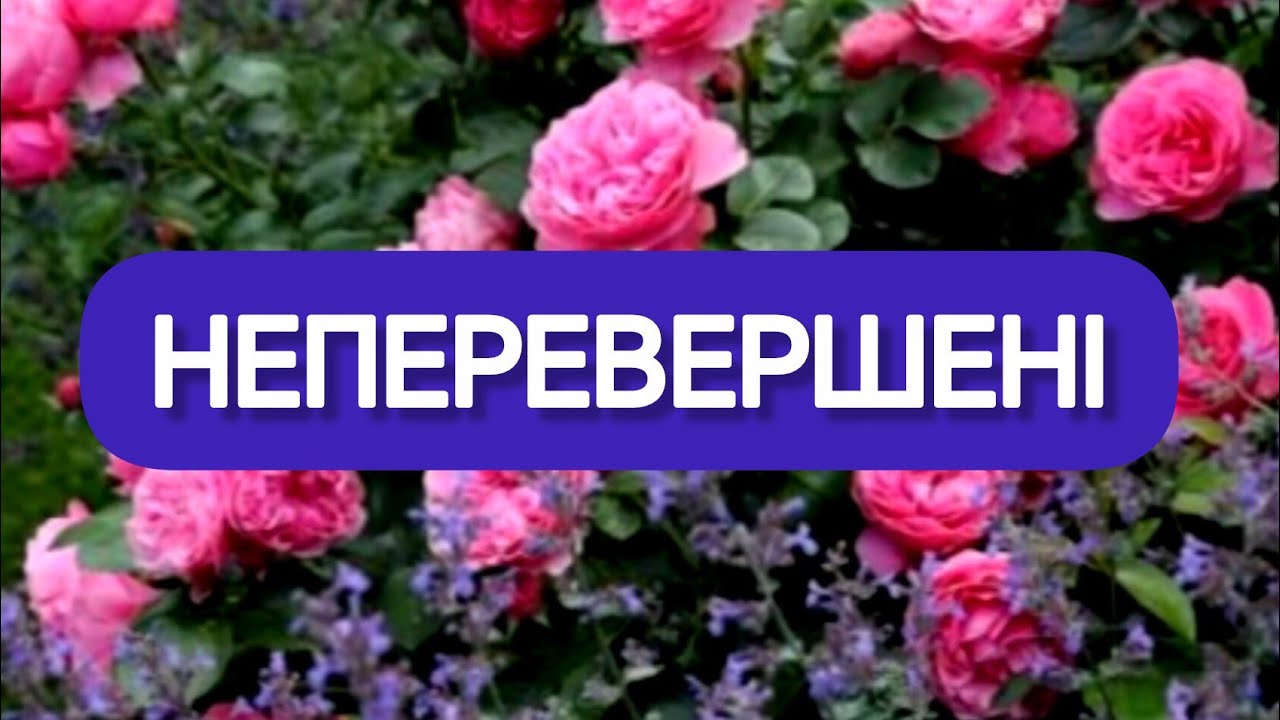 ТОП-3 троянди, які змінять ваш сад: Леонардо да Вінчі, Ред Леонардо та Помпонелла! 🌹