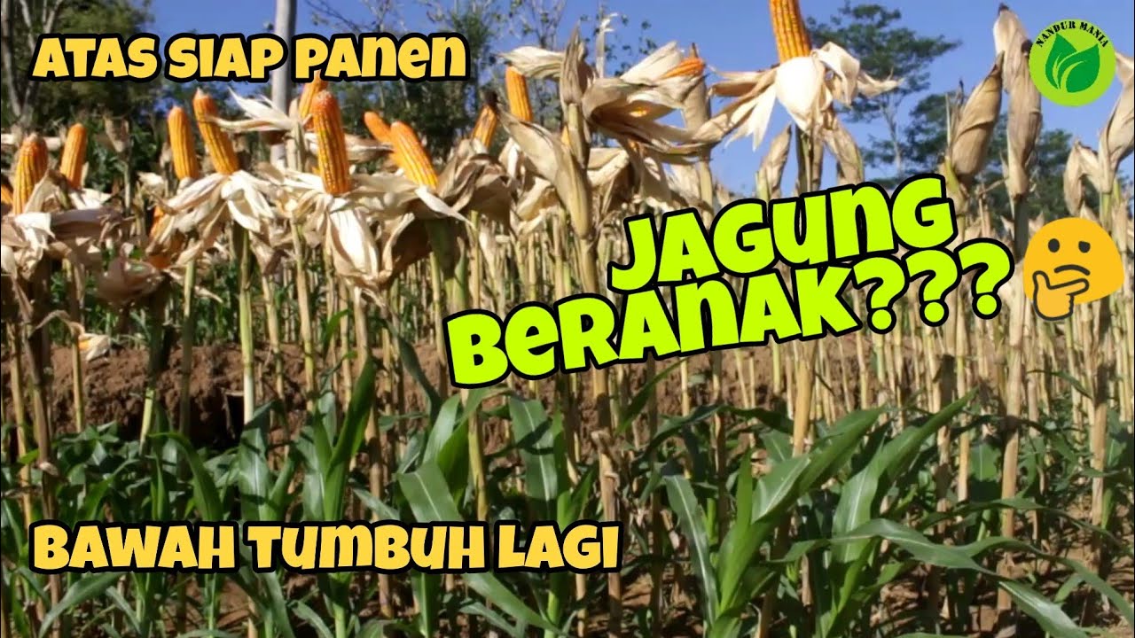 Panen Jagung Melimpah Biaya Murah