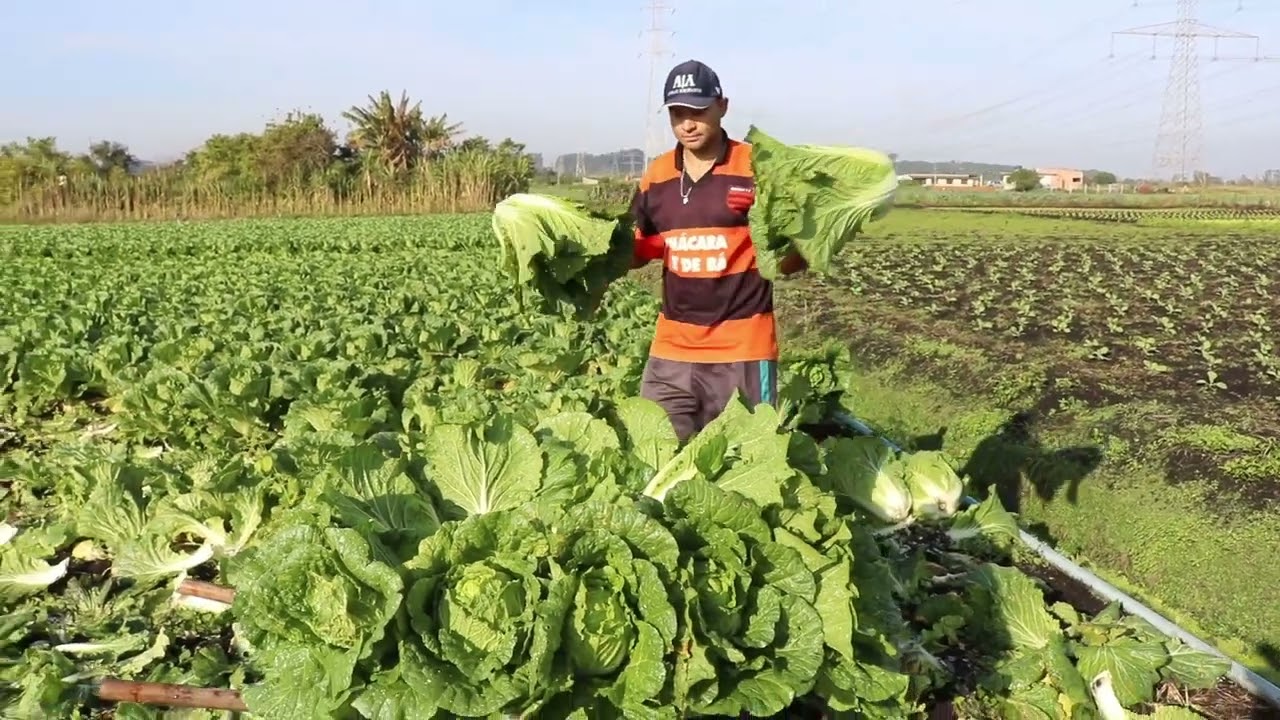 EU VENDO ACELGA PARA MERCADO, RESTAURANTE E PRINCIPALMENTE FEIRANTE | AGRICULTURA FAMILIAR