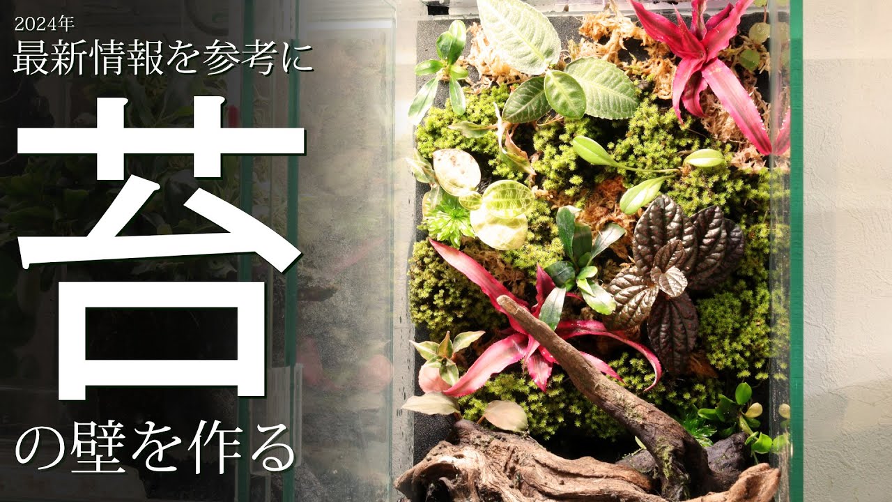 【2024最新刊】 新装版パルダリウムとアクアテラリウムを参考にして苔の壁を作ってみたら上手く行った！