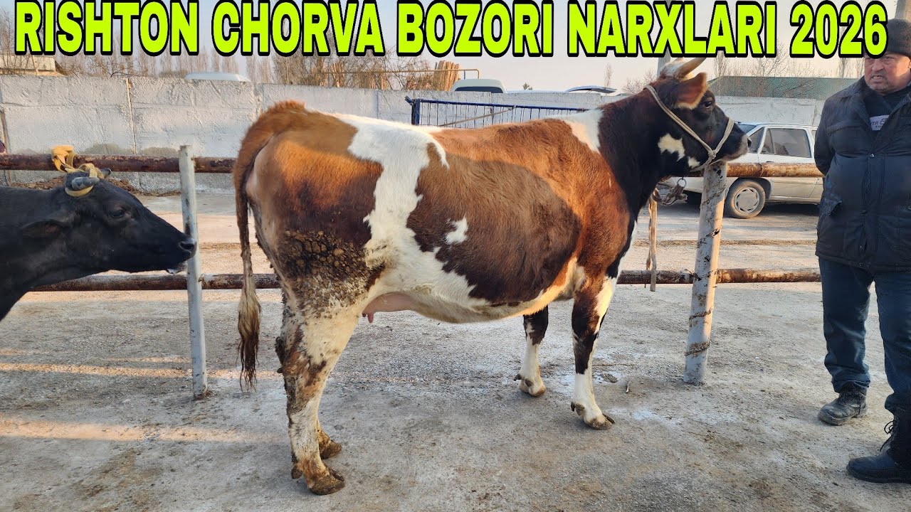 RISHTON CHORVA BOZORI NARXLARI 2026.